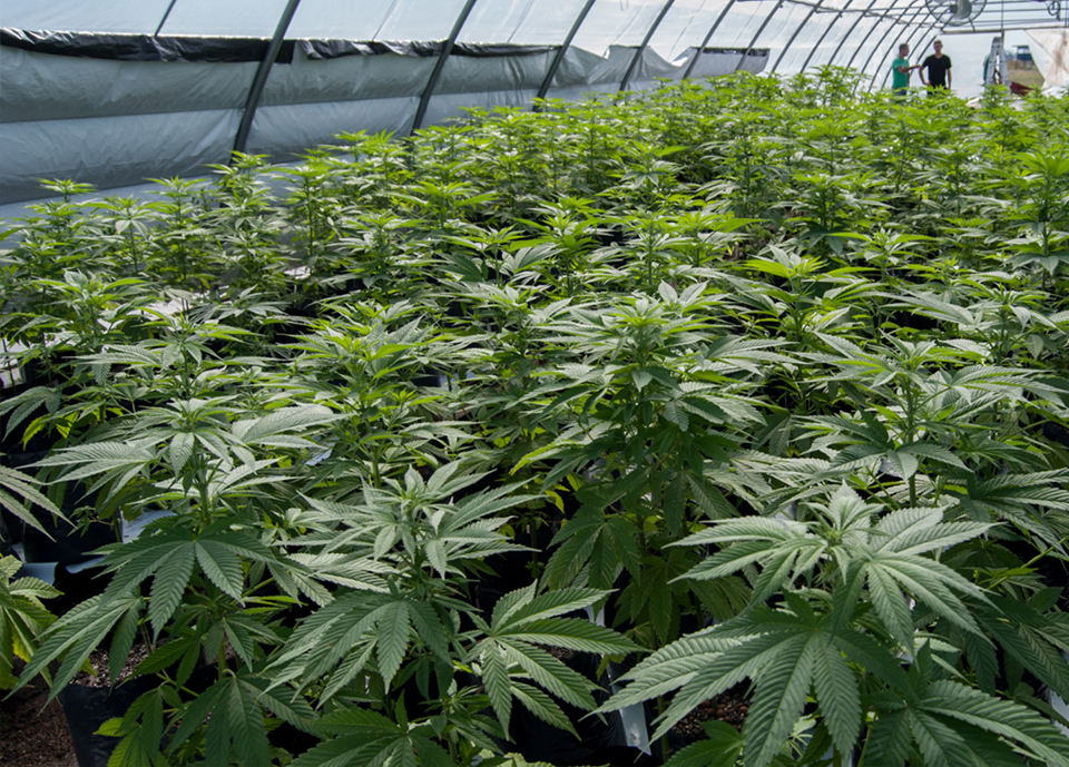 La estadounidense Full Moon LLC apuesta por Soria para cultivar cannabis