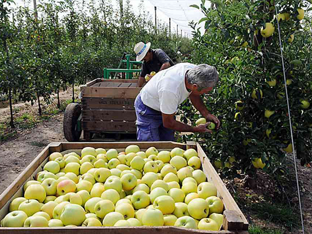 Nufri cultiva en Soria, por primera vez en España, la variedad de manzana SweeTango y refuerza su ventaja competitiva