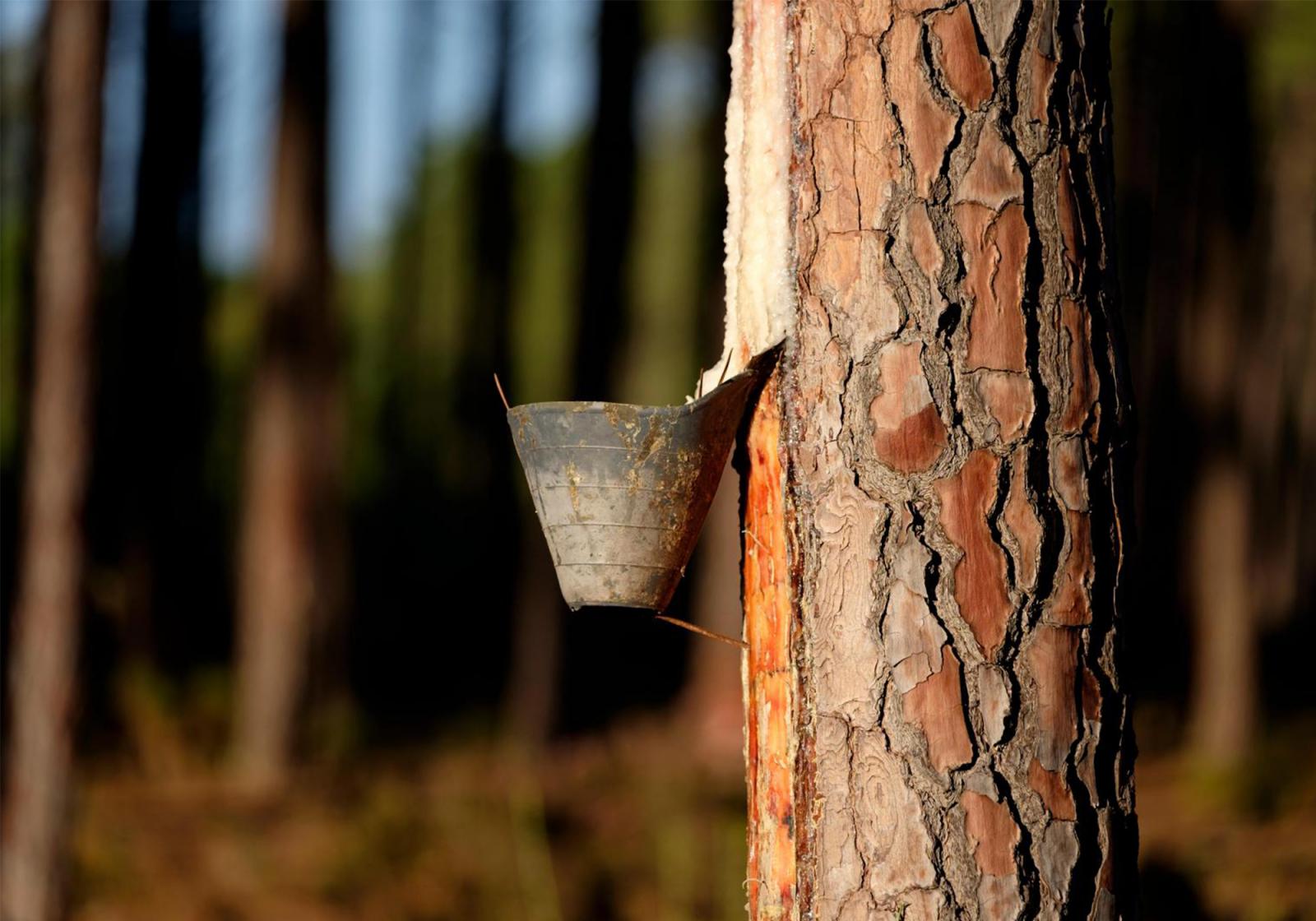 1.000 toneladas de Resina Natural del Pinus Pinaster Soriano en 2018